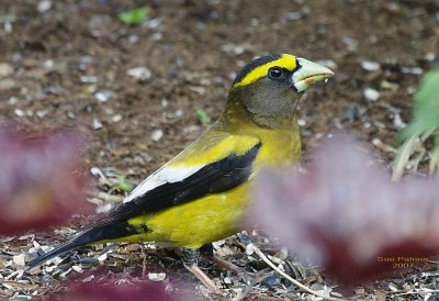 5-17 evening grosbeak 6906.jpg