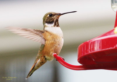 5-17 hummer 6839.jpg