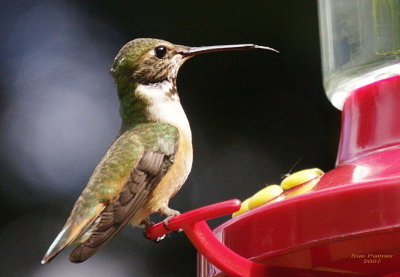 5-17 hummer 6863.jpg