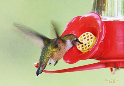 5-17 hummer 6894.jpg