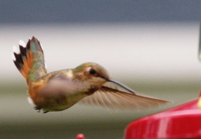 5-17 hummer 6853.jpg