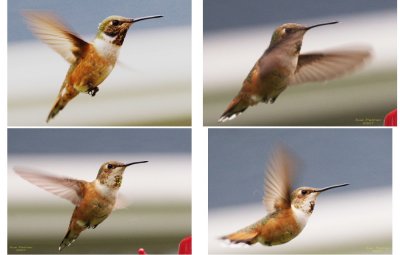 5-17 hummer hover.jpg