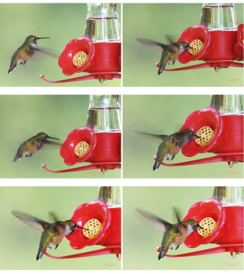5-17 hummer feed 1.jpg