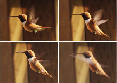 5-15 hummer fly.jpg