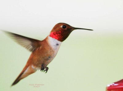 5-26 hummer 0462.jpg