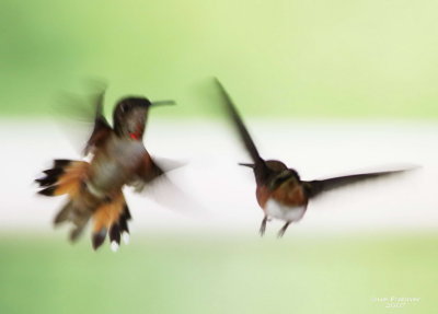 5-26 hummers 0257.jpg