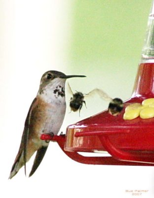 5-26 hummer 0056.jpg