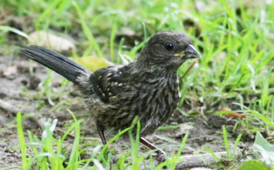 6-14 young towhee 2348.jpg
