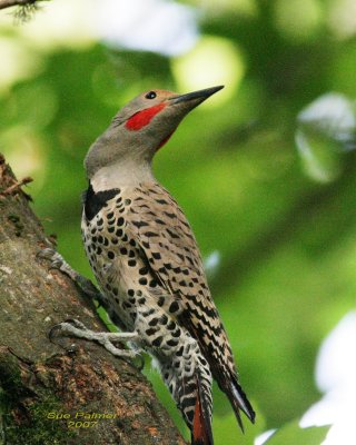 6-14 flicker 2612.jpg