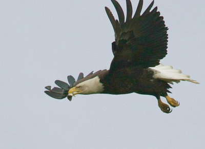 6-12 eagle 2110.jpg