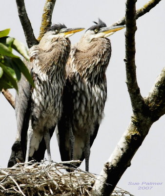 6-16 heron 2751.jpg