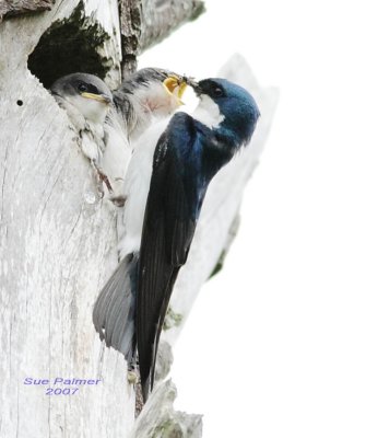 6-18 swallow 3158.jpg