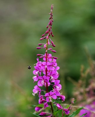6-18 fireweed 3080.jpg
