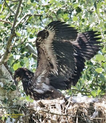 7-7 eaglet 6126.jpg