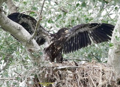 7-16 eaglet web 7203.jpg