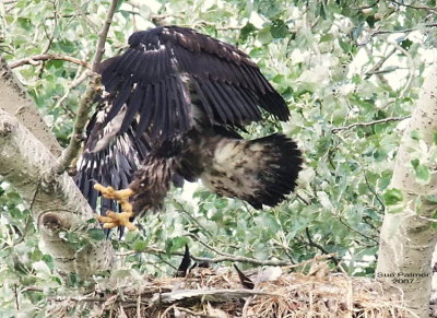 7-16 eaglet jump 7211.jpg