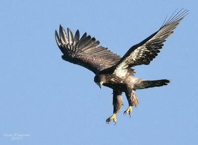 8-2 eaglet fly web 9384.jpg