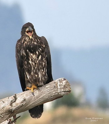 8-4 eaglet web 9477.jpg