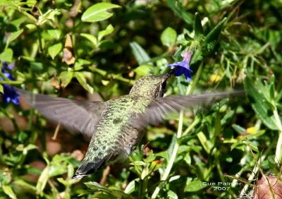 8-28 hummer web 2491.jpg
