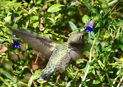 8-28 hummer web 2492.jpg