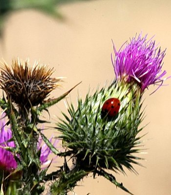 8-23 ladybug 1871.jpg