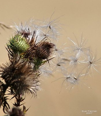 8-23 thistle web 1865.jpg