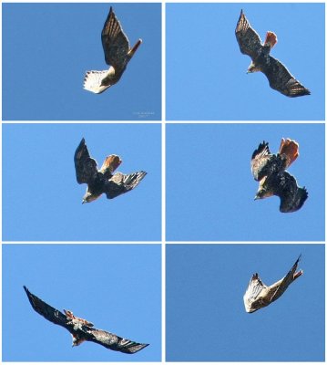 9-5 redtail dive.jpg