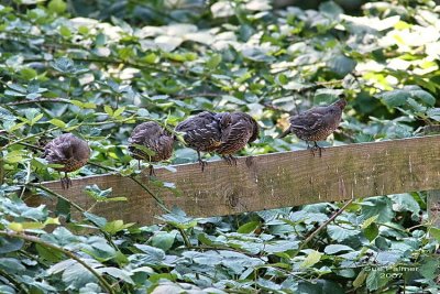 8-28 quail web 2532.jpg