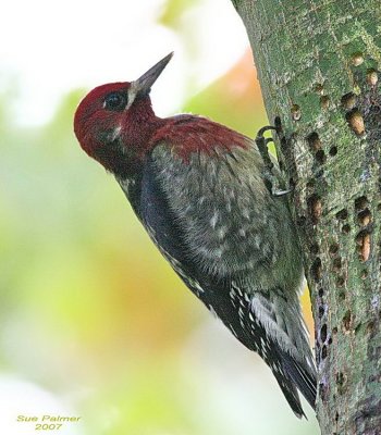 10-8 sapsucker web 3293.jpg