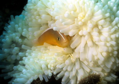 Clownfish and White Anemona 
