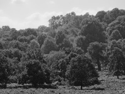 Richmond Park in Black and White