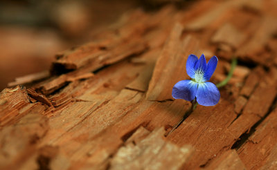 flower_wood_sm.jpg