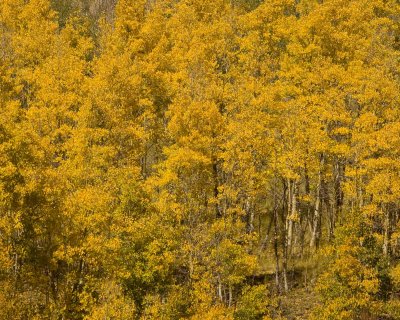 2007 Kenosha Pass Aspen