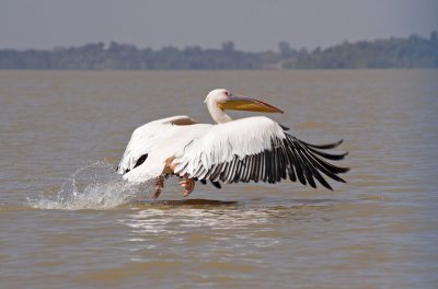 Pelican 4