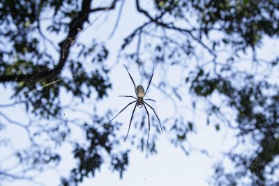 A spider up a tree