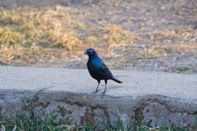 Blue starling
