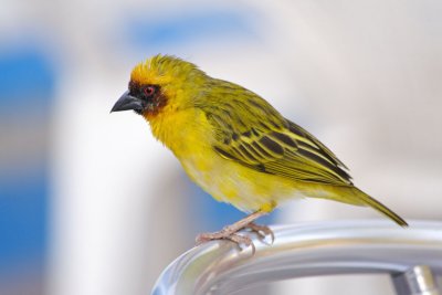 Another yellow bird