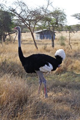 An ostrich near lake Abiata