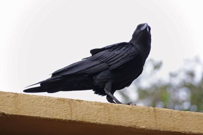Raven on roof