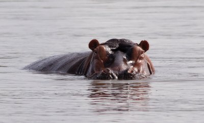 Hippo in lake Chamo