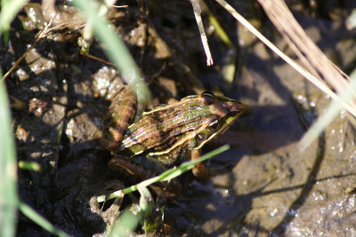 Small frog, lakeside