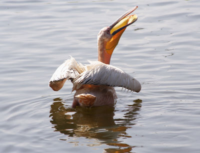 Pelican in motion