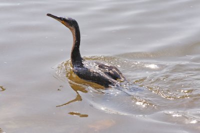A cormorant speeding away