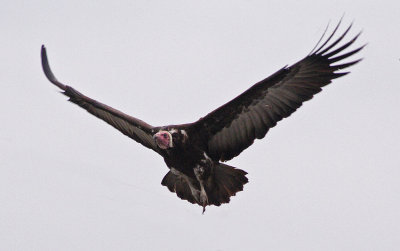 A vulture in flight