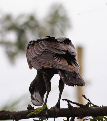 A broad beaked raven