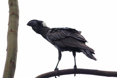 Broad beaked raven 2