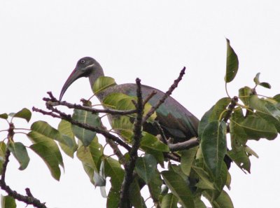 Weird bird in the top of a tree