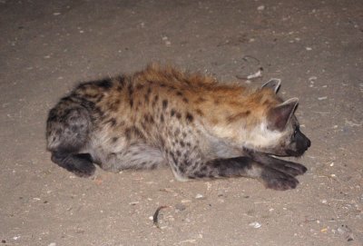 It looks kind of cute when lying down. It is part of a 20-strong pack of wild animals, though.