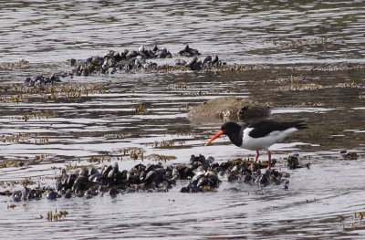 Oystercatcher on Nakholmen