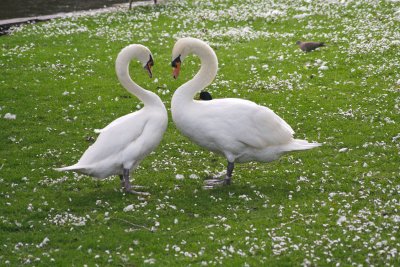Two swans, one heart